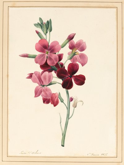 Matthiola, Stock, 1826 - Louise DOrleans